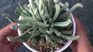 SENECIO SCAPOSUS  SILVER CORAL  SUCCULENT CARE TIPS [upl. by Schug910]