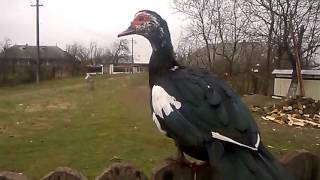 Muscovy ducks [upl. by Tobie266]