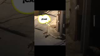 Mira lo que pasa si dejas a tu perro en la calle porhaynomas perros humor video viralvideo [upl. by Arak601]