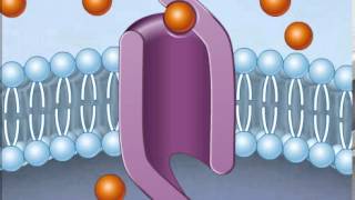 How Facilitated Diffusion Works [upl. by Tarkany]