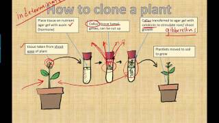 Micropropagation IB Biology 2015 [upl. by Allimaj]