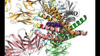 PyMOL modeling of potassium channel Kcsafab complex in high concentration of potassium ions [upl. by Eirehc622]