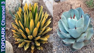 15 Agaves ornamentales mas hermosos [upl. by Lea]