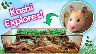 Hamster quotKashiquot Explores Her Rainforest Cage for the First Time [upl. by Messab678]