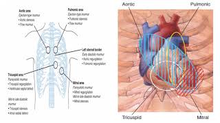 CS 2 CARDIOVASCULAR EXAMINATION The precordium [upl. by Nyssa]