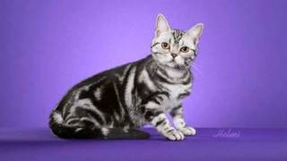 American Shorthair cat being photographed at a cat show [upl. by Bein]