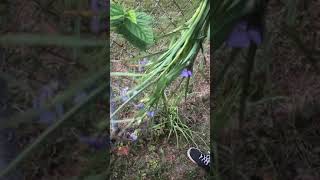 Harvesting Spiderwort Plant [upl. by Ebanreb]