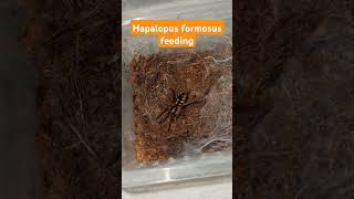 Hapalopus formosus Pumpkin Patch Tarantula spider tarantula cute beautiful colors halloween [upl. by Luana]