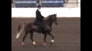 Gaited Morgans at httpsgaitedmorganscom [upl. by Eiddet]