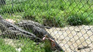 Nile Crocodile feeding frenzy at the Everglades Alligator Farm Florida USA 2011 [upl. by Darleen298]