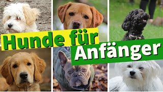 Die 6 besten Hunderassen für Anfänger [upl. by Jarita94]