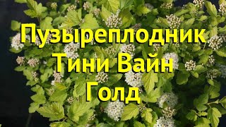 Пузыреплодник калинолистный Тини Вайн Голд Краткий обзор physocarpus opulifolius Tiny Wine Gold [upl. by Furey]