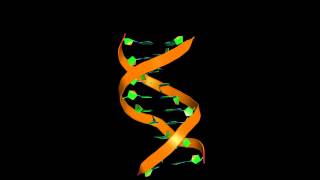 doublestranded DNA 10 bp  3 dimensional structure [upl. by Odnalra]