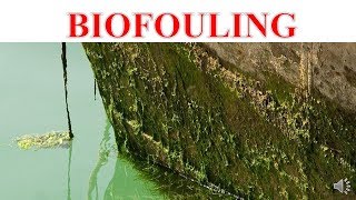 BIOFOULING [upl. by Ecnatsnok]