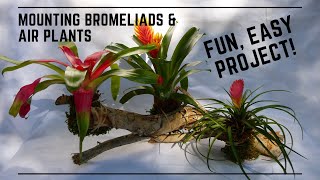 Mounting Bromeliads and Air Plants  Making a Plant Wall Display and Succulent Garden [upl. by Frederico]