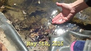 The Frogspawn Fishpond VLOG Episode 4  NO WEAPONS [upl. by Kutchins695]