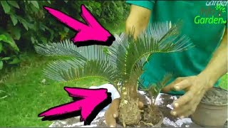 Como Reproducir la palma CYCA🌴 Como fumigar la palma CYCA 🌴 Cycas Revoluta [upl. by Curzon]