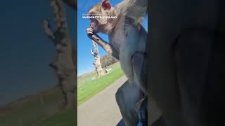 Monkey does hilarious backflip off car in safari enclosure Shorts [upl. by Jochebed]