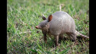 Nine facts about ninebanded armadillos [upl. by Maxia560]