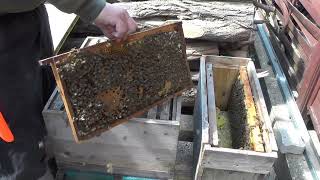 Bienen aus Kellerfenster retten Teil 2 [upl. by Jamnis466]