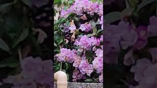 蒜香藤 Чесночная лоза M alliacea VID20240820181356 [upl. by Joli]