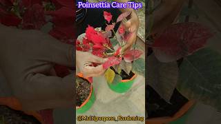 Poinsettia summer care  Poinsettia care gardeningtips shots [upl. by Niamor]