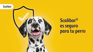 Scalibor® es seguro para tu perro  Scalibor® [upl. by Yl]