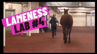 Lameness Lab 4 Is this horse lame [upl. by Boothman468]