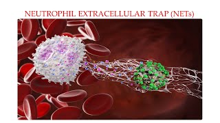 L35 Neutrophil Extracellular Trap NETs NETosis Part 2 Understanding Mechanisms Behind NETs [upl. by Atteuqcaj]