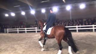 United kwpn  Stallion Show Van Uytert 2014 [upl. by Neumark797]