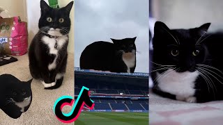 Maxwell the cat tiktok compilation [upl. by Arakal]