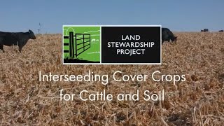 Interseeding Cover Crops for Cattle and Soil [upl. by Eisej]