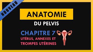 Anatomie Du Pelvis  Chapitre 7  Utérus annexes et trompes utérines [upl. by Yaeger]