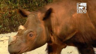 DNA from Cincinnati Zoos Sumatran Rhino Ipuh used for Genome Sequence [upl. by Nnave611]