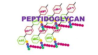 Peptidoglycan [upl. by Arytahs]