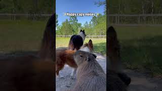 Do You Know What A Happy Capybara Sounds Like [upl. by Iinde798]