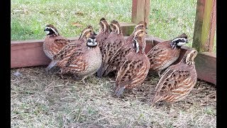 My Bobwhite quailQuail sliding [upl. by Martino]