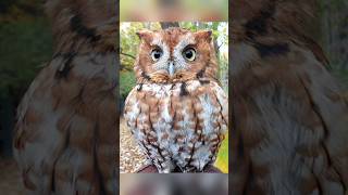 Screech Owl का दोस्त trending shorts youtubeshorts viralshorts [upl. by Philbert]