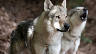 Czechoslovakian wolf dog [upl. by Deste773]