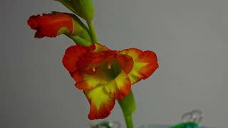 Gladiolus Bloom Time Lapse Movie in 29 Seconds for 574 Hours [upl. by Attevroc]