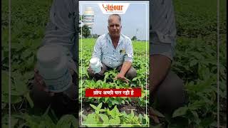 सोयाबीन में बीज मे ज्यादा अकुंरण कैसे लाऐ 5 [upl. by Bolte]