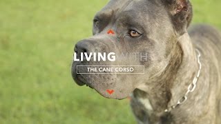 ALL ABOUT LIVING WITH CANE CORSO [upl. by Urba]