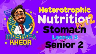 Biology  heterotrophic nutrition  part 2  stomach [upl. by Irej]