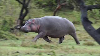 Hippo On The Run Ive never seen this before [upl. by Anawait]