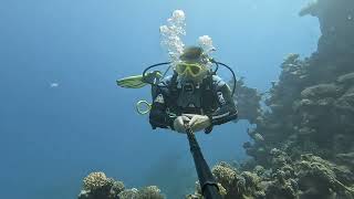 Diving in Egypt  Marsa Assalaya Turtle 20240627 [upl. by Helman]