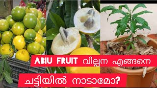 കടയിൽ വിൽക്കാൻ വച്ച അബിയു വാങ്ങിയപ്പോൾabiu plant and fruit [upl. by Gable]