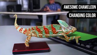 Chameleon Changing Color  Animals are Awesome [upl. by Eelyr202]