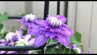 How to Grow Clematis Cuttings in Winter Clematis Propagation [upl. by Annaiuq909]