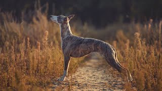 The Ideal Family Dog Why a Whippet is the Perfect Pet [upl. by Ander]