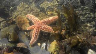 Common starfish moving in a rockpool real time Cornwall UK [upl. by Stent]